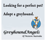 Grehound adoption Chilli Couture