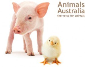 Voice Animals of Australia